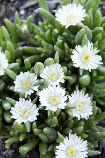 Delosperma White Nugget